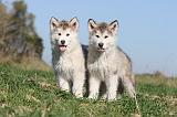 ALASKAN MALAMUTE 140